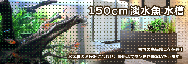150cm淡水魚水槽レンタル 札幌 北海道