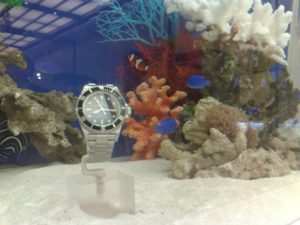 カラフルな熱帯魚と時計のコラボレーション